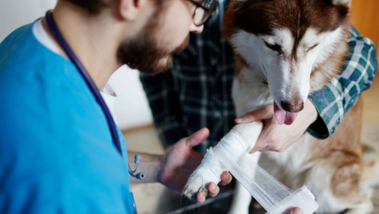 Fractures, Seizures & More: Why an Emergency Veterinarian Service Is Crucial for Pets