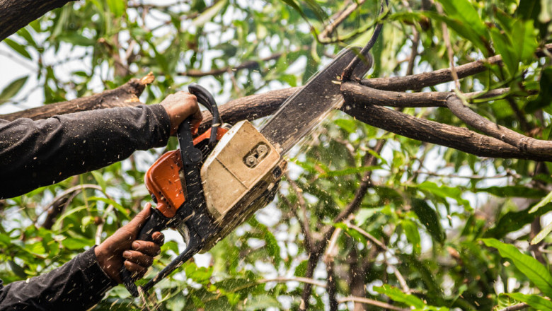 Affordable Tree Service Houston: Quality Care Without the High Cost