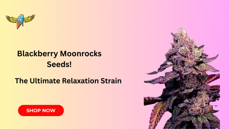 Blackberry Moonrocks Seeds: The Ultimate Relaxation Strain