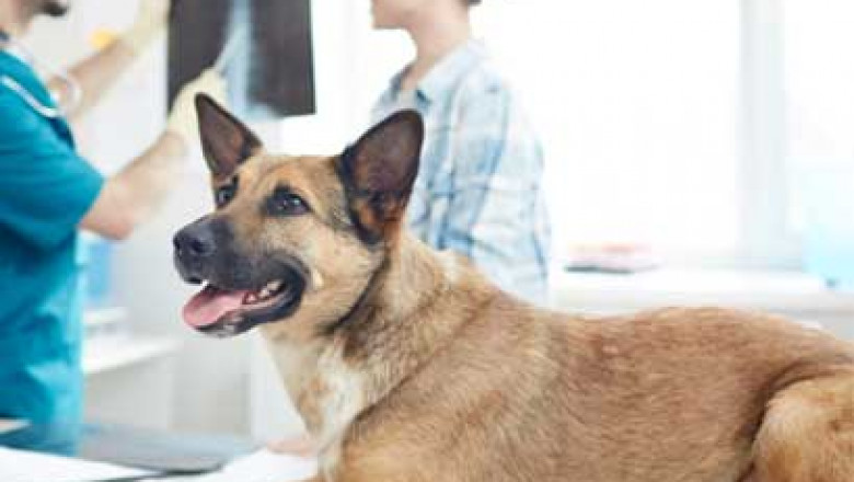 Boulevard Animal Hospital