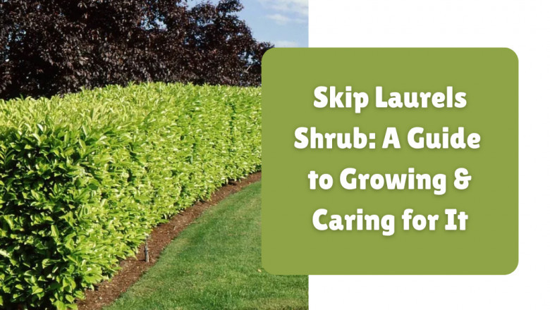 Skip Laurels Shrub: A Guide to Growing & Caring for It