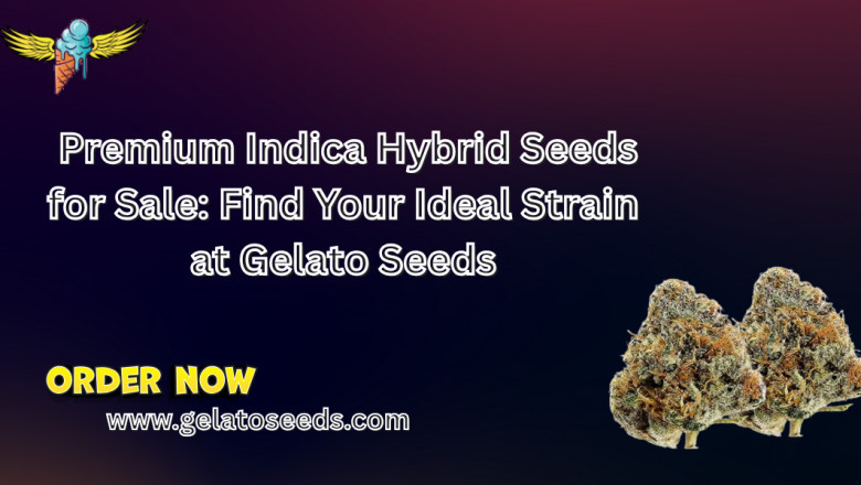Premium Indica Hybrid Seeds for Sale: Find Your Ideal Strain at Gelato Seeds