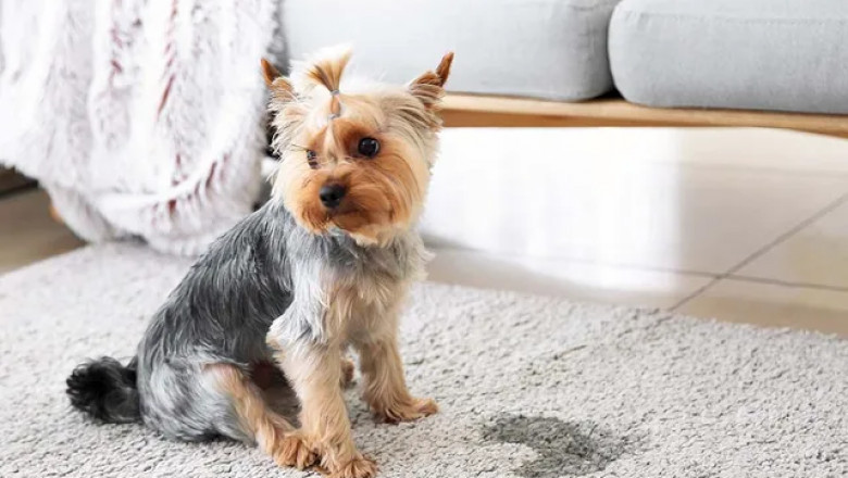 Pet Stain Removal Services Aurora, CO
