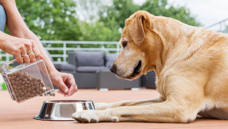 Vancouver Pet Food Plans: Easy Wellness