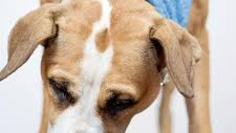 Why Pet Nutrition in Vancouver? Live Longer!