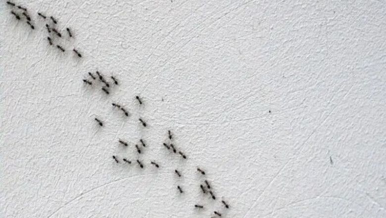 Seasonal Pest Problems in Perth and How to Prevent Them
