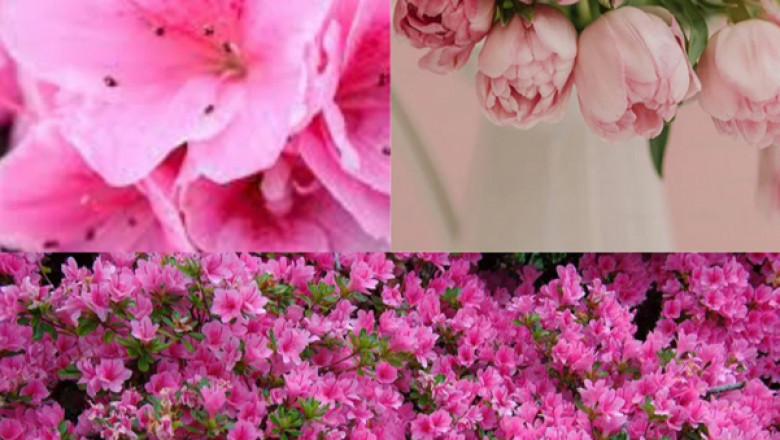 Lilly Pilly Spotlight: A Versatile Native You Can Buy Online