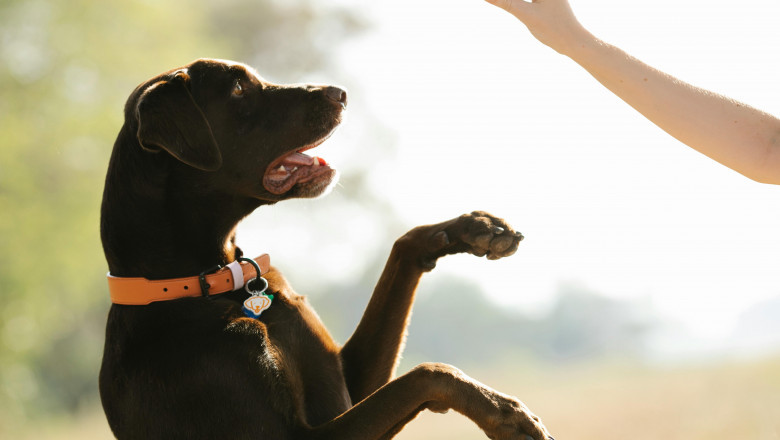 Hand Signal Dog Training Guide