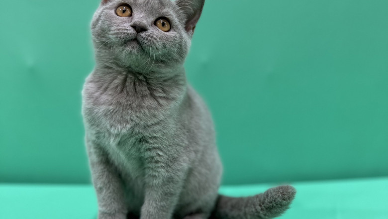 Cat Adoption in UAE: Your Comprehensive Guide to Finding the Perfect Feline Companion