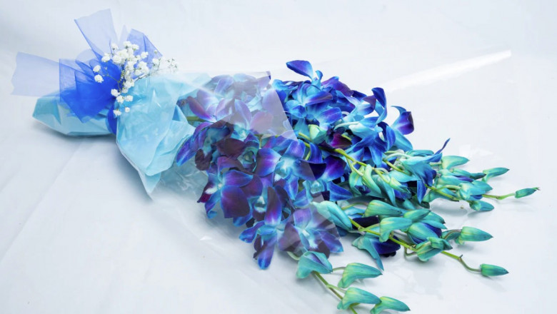 Elegant and Rare: The Beauty of Blue Orchids