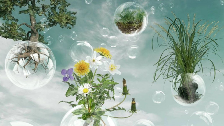 Biosurfactant Products: The Green Revolution in Industrial and Consumer Applications