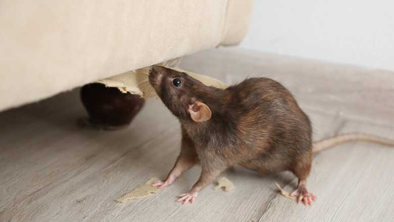 Five Smells That Can Keep Mice & Rats Away