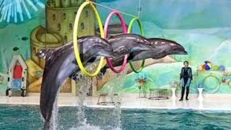 Top Ways to Save on Your Dubai Dolphinarium Ticket Purchase